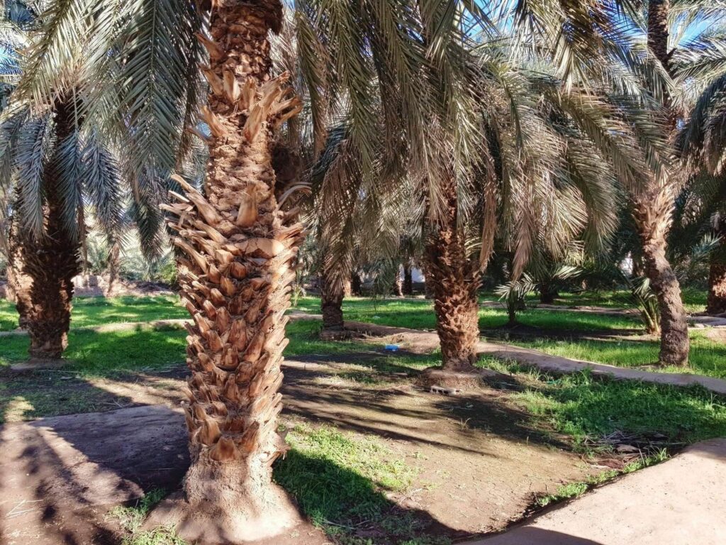Garden of Salman Farsi (Bagh Salman Farsi), a historic site in Madinah known for its connection to the Battle of the Trench