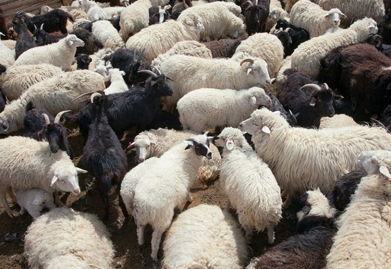 Qurbani animal image