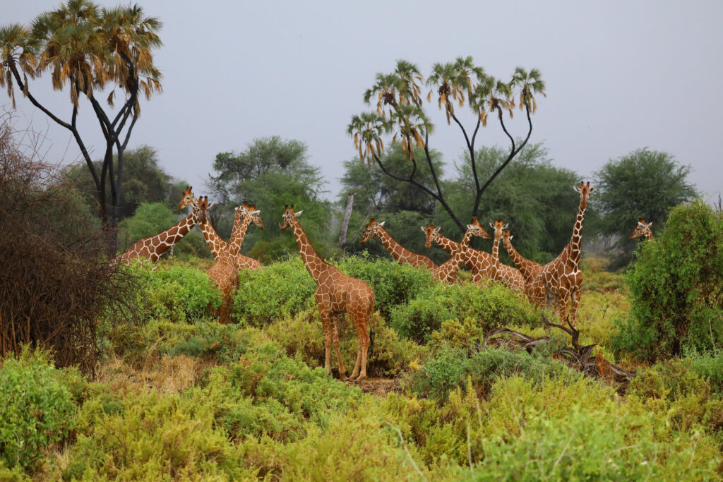 South Africa Package 
