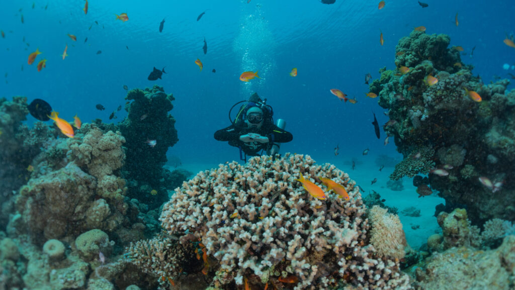 Snorkeling - Exploring vibrant underwater life with clear waters and colorful marine species.