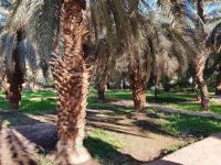 Garden of Salman Farsi (Bagh Salman Farsi), a historic site in Madinah known for its connection to the Battle of the Trench